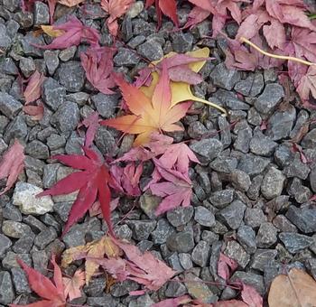 落ち葉 落ち葉,葉っぱ,葉の写真素材