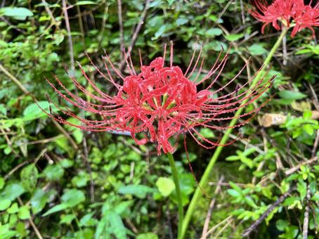 彼岸花 彼岸花の写真