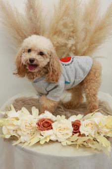 トイプードルの写真