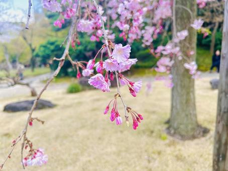 シダレザクラ シダレザクラ,桜,ピンクの写真素材