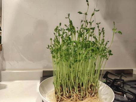 育てた豆苗 育てた豆苗 野菜,豆苗,緑の写真素材