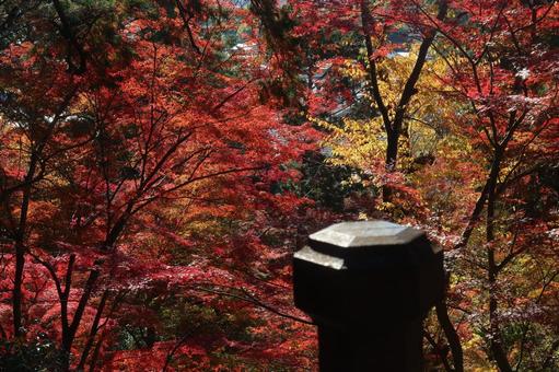 毘沙門堂の紅葉 11月,秋,紅葉の写真素材