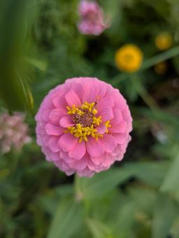 ジニアの花 4 ジニアの花 4の写真