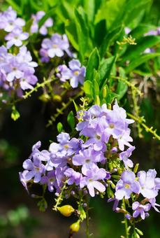 8月中旬の庭の陽の当たるデュランタの花 8月中旬の庭の陽の当たるデュランタの花の写真