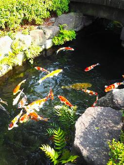 Photo, carp, japan, beautiful, 
