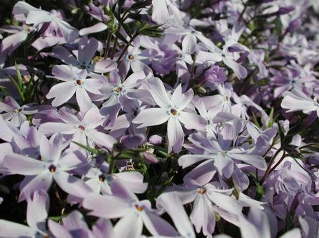 シバザクラ・芝桜　マクロ シバザクラ,花,５弁花の写真素材