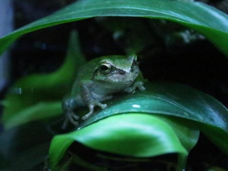 アマガエル アマガエルの写真