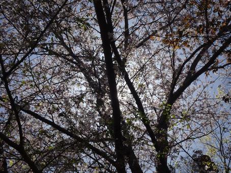 Cherry blossoms in the dazzling light -17, JPG