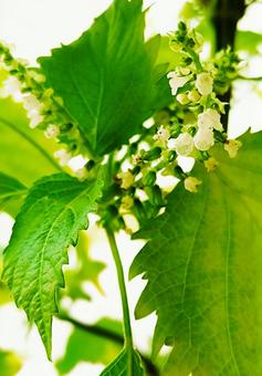 紫蘇の花穂 紫蘇の花穂 シソ,紫蘇,花の写真素材