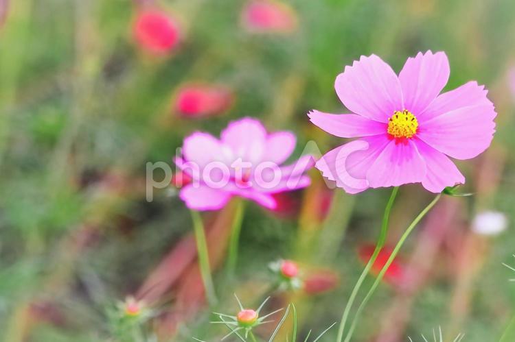 美しいピンクのコスモス 植物,花,コスモスの写真素材