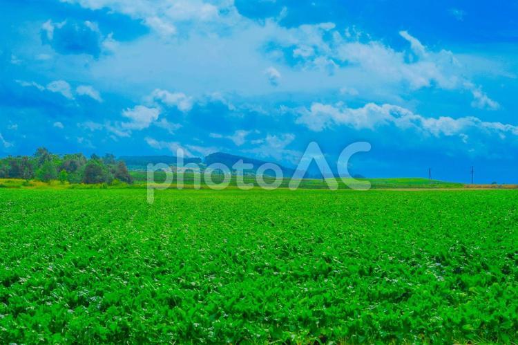 富良野の平原と曇り空 富良野,北海道,平原の写真素材