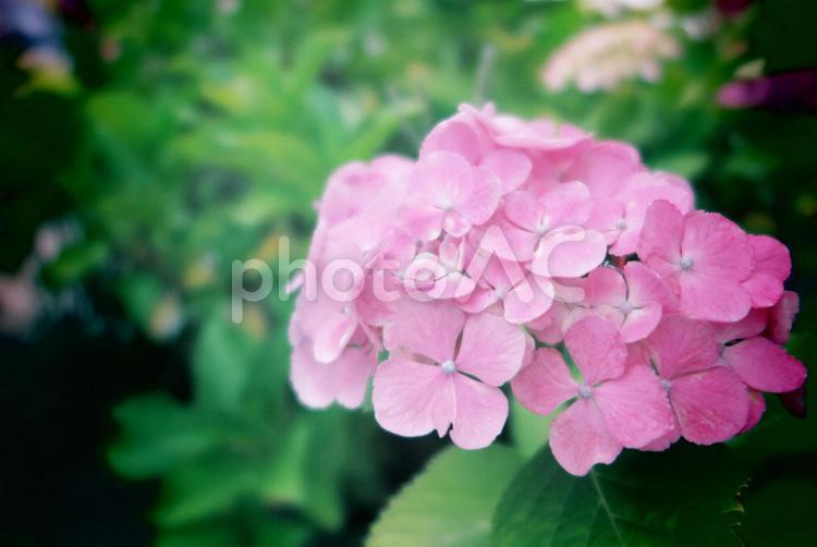 あじさい　癒し あじさい,ピンク,ふんわりの写真素材