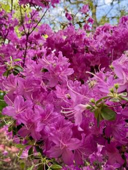 Azalea flowers, JPG