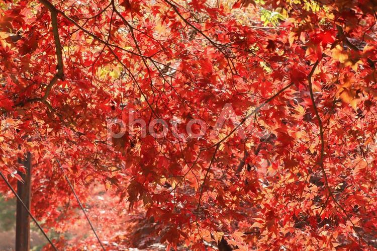 秋や紅葉のイメージ 秋,紅葉,もみじの写真素材