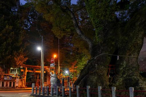 五所神社 神社,五所神社,夜の写真素材