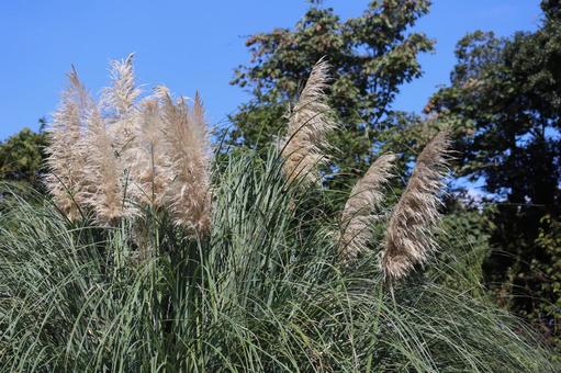 シロガネヨシのある山の風景 シロガネヨシ,山,風景の写真素材