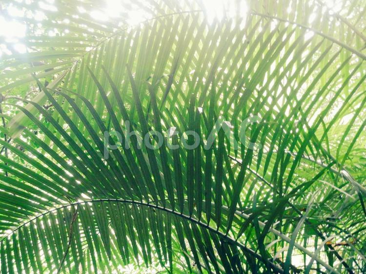 植物(ボタニカル) in西表島のジャングル 葉,熱帯,何人もありませんの写真素材