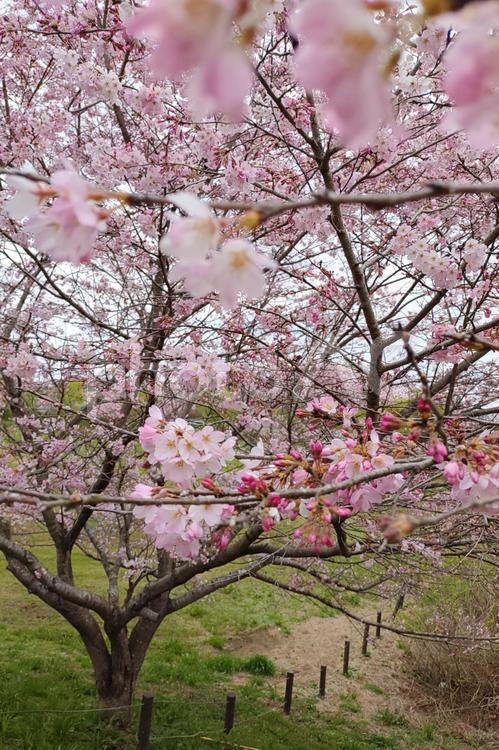 桜の木 さくら,春,サクラの写真素材