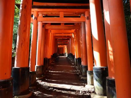 京都 伏見稲荷大社 千本鳥居 京都 伏見稲荷大社 千本鳥居 京都,伏見稲荷大社,伏見稲荷の写真素材