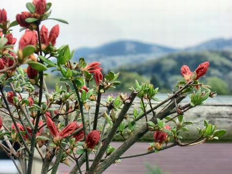 ツツジ-10 ツツジ,花びら,ピンクの写真素材