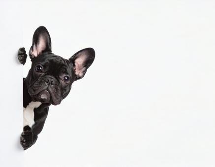 壁からひょっこり顔をだすワンちゃん11の写真