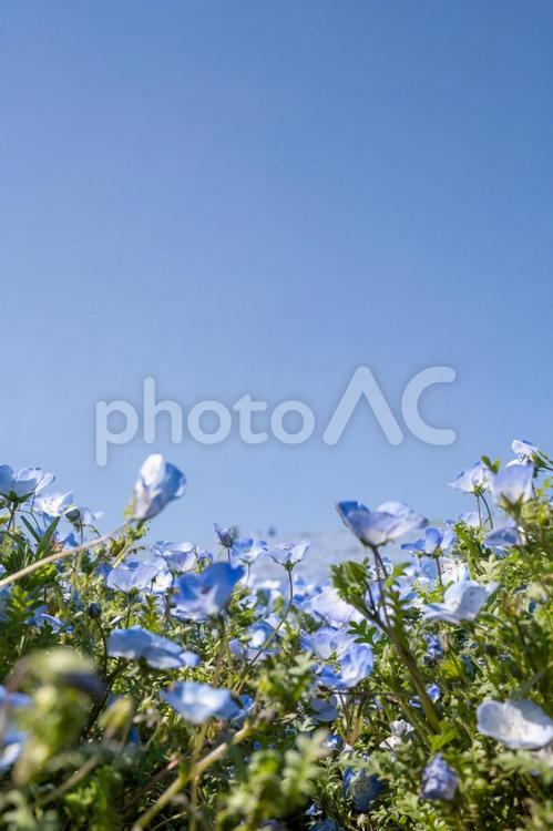 国営ひたち海浜公園の風景 国営ひたち海浜公園,茨城,2021年の写真素材