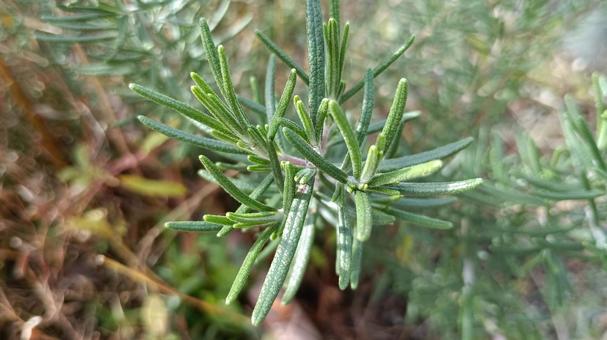 香りのよいハーブ・ローズマリー ローズマリー,ハーブ,香りの写真素材