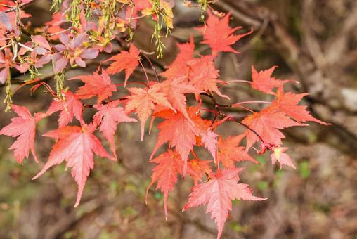 紅葉したカエデ　クローズアップ 紅葉,楓,もみじの写真素材