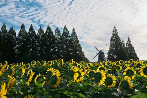 あけぼの山農業公園のひまわり畑と風車 あけぼの山農業公園のひまわり畑と風車 あけぼの山農業公園,千葉県柏市,ひまわり畑の写真素材