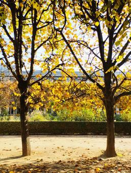 並木道 秋,紅葉,季節の写真素材