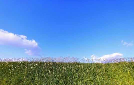 秋の堤防のり面のススキと青空 堤防のり面,青空,秋晴れの写真素材