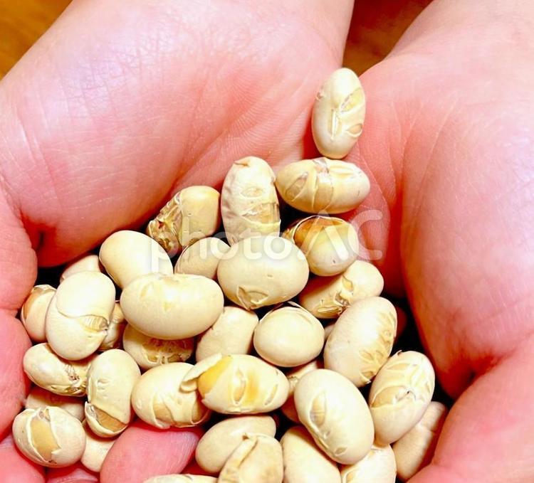 節分の豆まき　福豆 節分,豆,大豆の写真素材