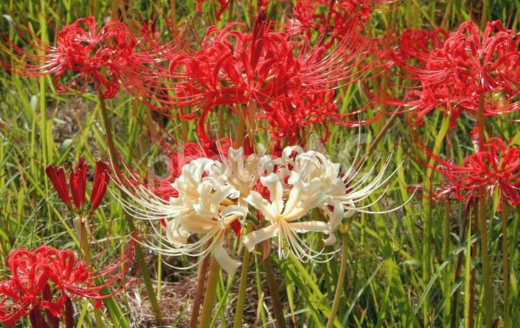【彼岸花の写真】彼岸花か咲く風景 彼岸花,ヒガンバナ,ひがんばなの写真素材