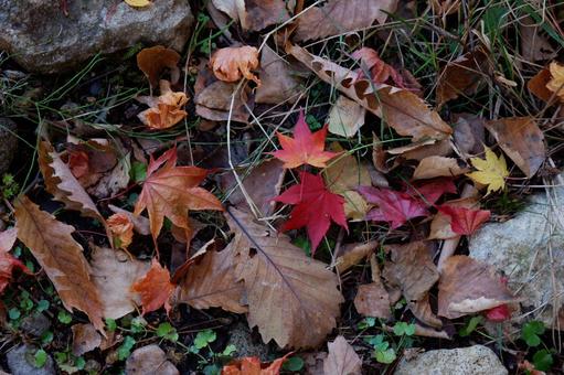 紅葉 紅葉の写真
