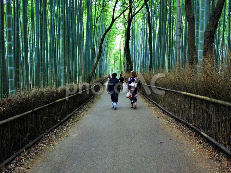 京都、嵐山、竹林の小径、竹林の道 京都,嵐山,竹林の写真素材