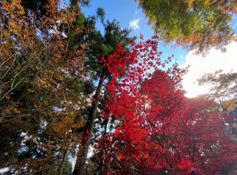 御嶽山の紅葉 御嶽山の紅葉の写真