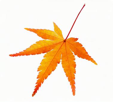 Momiji-2 * See below for the cutout path, maple, autumn leaves, autumn, JPG