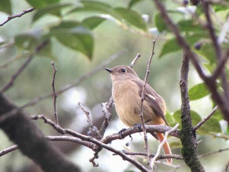 ジョウビタキh ジョウビタキ,じょうびたき,野鳥の写真素材