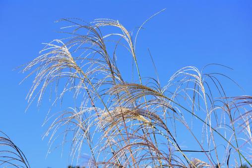 ススキの穂 ススキの穂 ススキ,穂,花序の写真素材