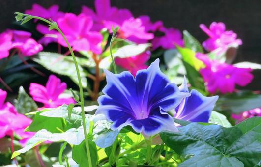 Photo, পুষ্পবৃক্ষবিশেষ, ফুল, নীল রঙ, 