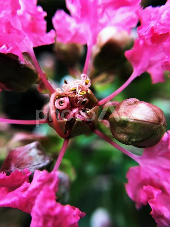 夏の花 百日紅,さるすべり,ピンクの写真素材