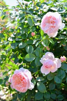 薔薇 ワイルドイブ 薔薇 ワイルドイブの写真