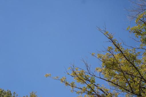 青空と秋の木 青空と秋の木の写真