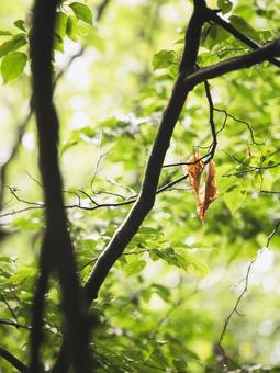 Photo, spring, shade of tree, woods, 