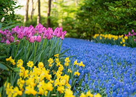 Scenery of Keukenhof Park, JPG Scenery of Keukenhof Park, JPG