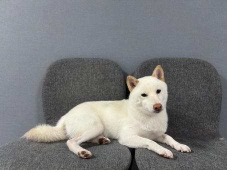 White Shiba Inu, JPG
