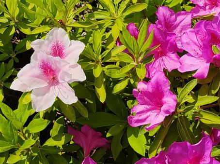 Azalea 2in2025 Wisteria Festival 42, JPG