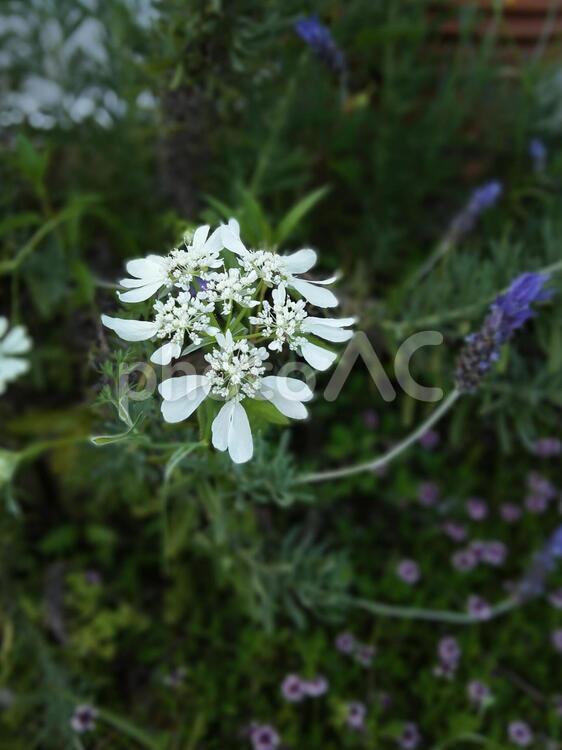 オルレア　白　花　庭　春 花,自然,植物の写真素材
