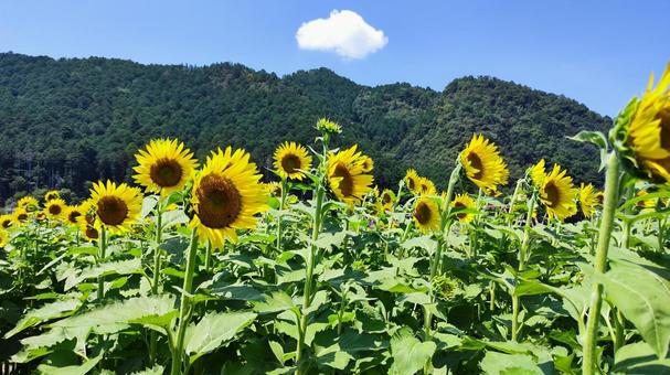 夏を抱きしめる花畑 夏を抱きしめる花畑 ひまわり,洲原ひまわりの里,黄金色の花畑の写真素材
