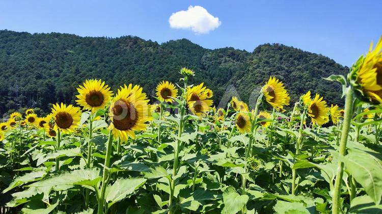 夏を抱きしめる花畑 ひまわり,洲原ひまわりの里,黄金色の花畑の写真素材